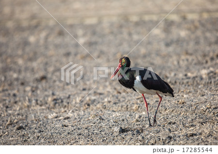 ナベコウ 17285544