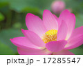 ハス 17285547