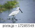 ヘラサギ 17285549