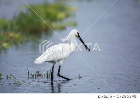 ヘラサギ 17285549