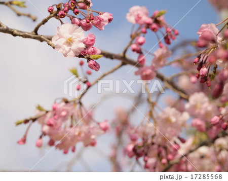 桜 桜 17285568
