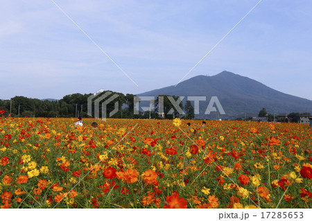 あけのひまわりフェスティバルの黄花コスモス あけのひまわりフェスティバルの黄花コスモス 17285653