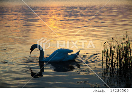Mute swan at sunset 17286506