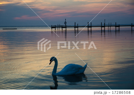 Swan at twilight reflections 17286508