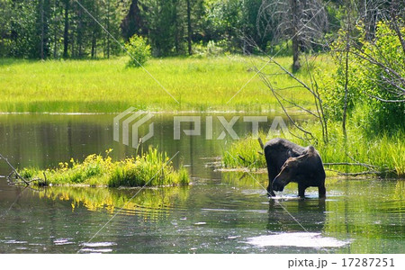アメリカ　ワイオミング州　グランドティートン国立公園のムース 17287251