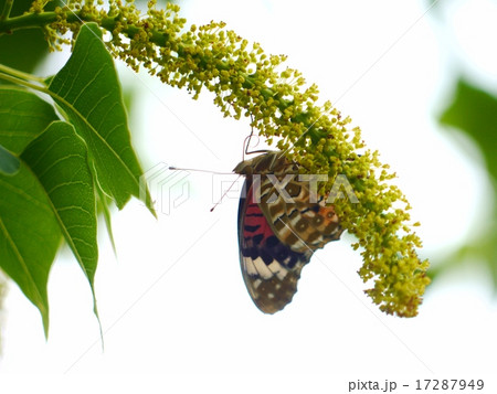 ナンキンハゼの花穂に来たツマグロヒョウモン 17287949