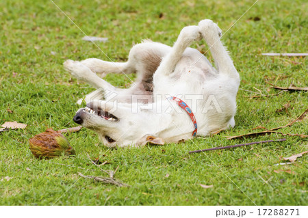 The dog is playing with the coconut that it is fun The dog is playing with the coconut that it is fun 17288271