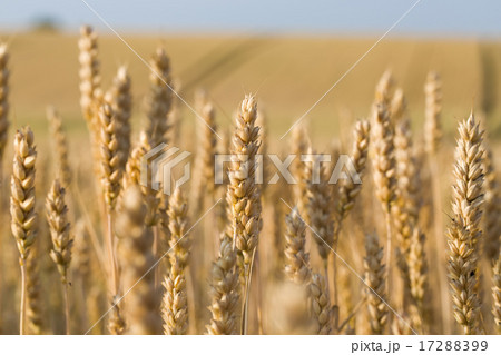 golden wheat field in summer 17288399