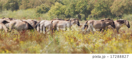 Konik horses Konik horses 17288827