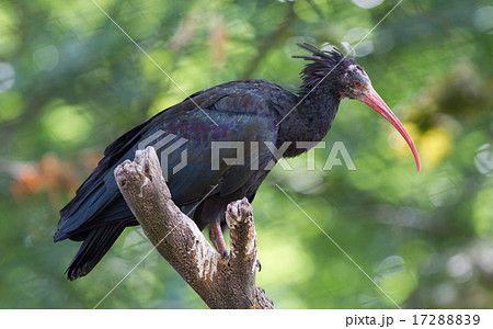 Northern Bald Ibis (Geronticus eremita) 17288839