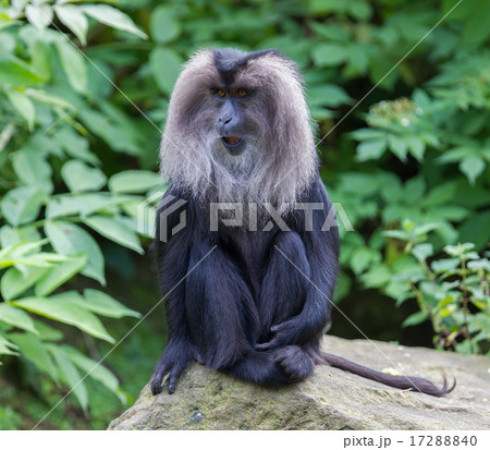 Lion-tailed Macaque (Macaca silenus) 17288840
