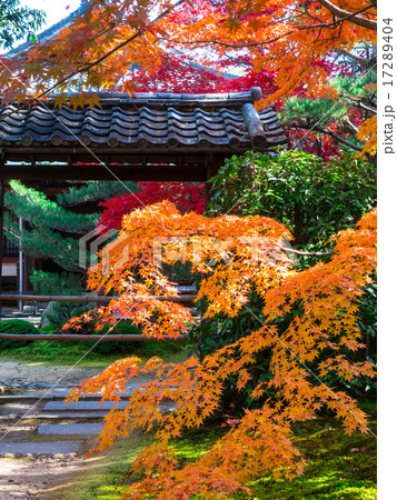 一休寺の紅葉 17289404