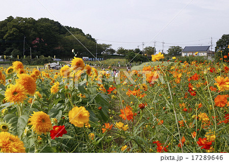 あけのひまわりフェスティバルの八重ひまわりと黄花コスモスの写真素材