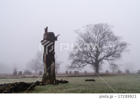 霧の中の冬の枝木 17289921