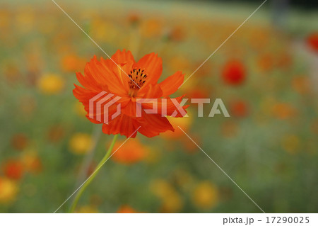 あけのひまわりフェスティバルの黄花コスモス 17290025