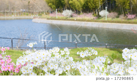 桃山公園 17290865