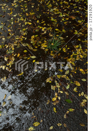 水溜りに黄色い葉 17291920