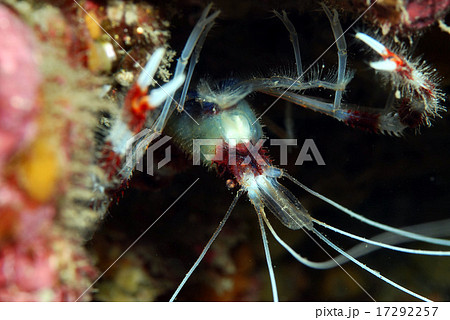 オトヒメエビのアップ 17292257