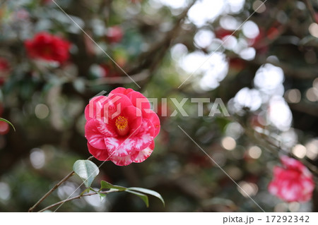 ツバキの花の写真 ツバキの花の写真 17292342