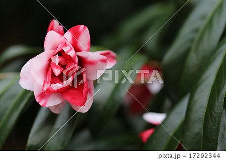 ツバキの花の写真 17292344