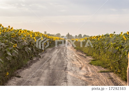 Country road on field of sunflowers Country road on field of sunflowers 17292383