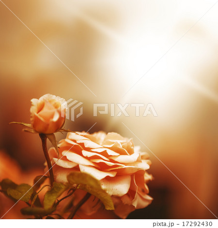 Defocus blur background with rose Defocus blur background with rose 17292430