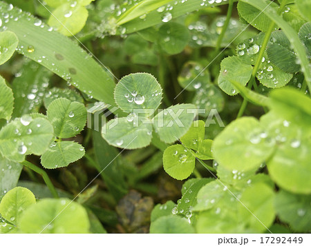 雨上がり空き地（クローバー） 17292449