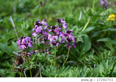 ヨツバシオガマ ヨツバシオガマ 17292751