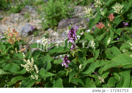 ヨツバシオガマ ヨツバシオガマ 17292753