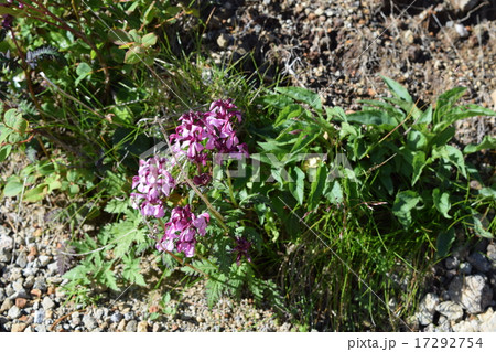 ヨツバシオガマ ヨツバシオガマ 17292754