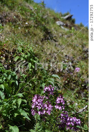 ヨツバシオガマ ヨツバシオガマ 17292755