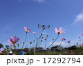 晴天の日の花びらが綺麗なコスモスととんぼ 17292794