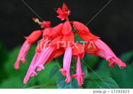 サルビア 17292825