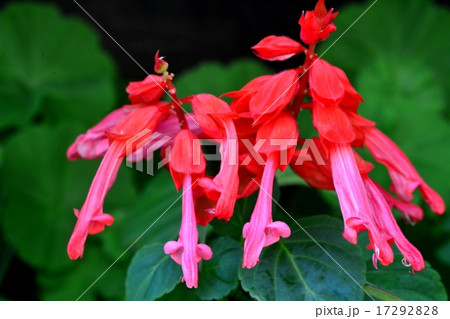 サルビア 17292828