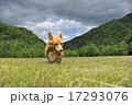 大自然の中のコーギー 17293076