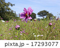 花びらが綺麗なコスモス 17293077