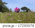 花びらが綺麗なコスモス 17293078