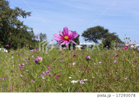 花びらが綺麗なコスモス 17293078