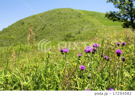平尾台の丘をバックにノアザミの花 17293082