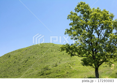 平尾台の丘と木 17293083