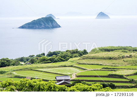 平戸島の棚田と海と小島 17293116