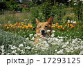 花とコーギー 17293125