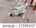 ぐったりした犬 17293247
