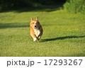 走るコーギー 17293267