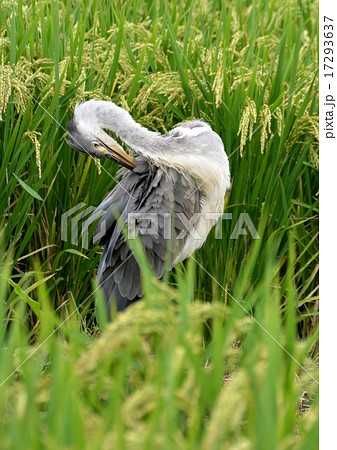 初秋の色付き始めた稲田に一羽のアオサギ 17293637