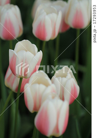 オランダ白ピンクチューリップの写真素材