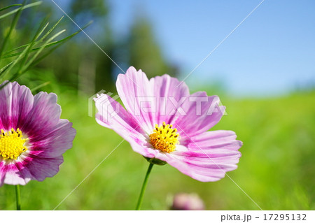 風の丘のコスモス 風の丘のコスモス 17295132