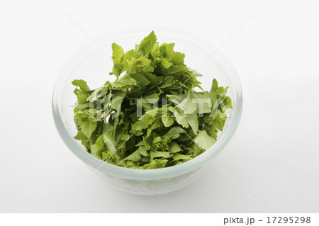 山菜ウコギ 山菜ウコギ 17295298