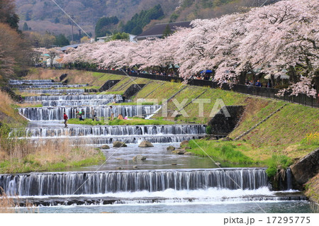 宮城野早川堤の桜 17295775