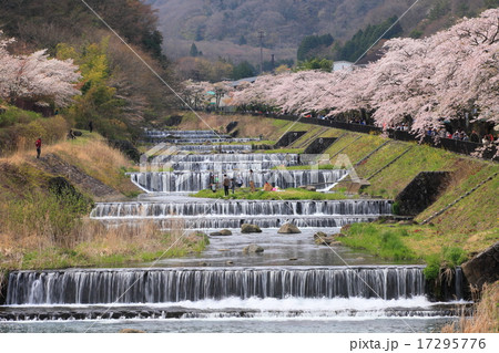 宮城野早川堤の桜の写真素材